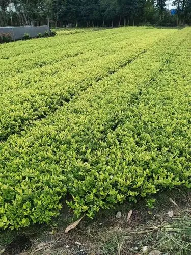 <strong>JN江南总部，田径训练器材塑料碗</strong>